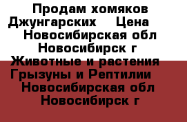 Продам хомяков Джунгарских  › Цена ­ 50 - Новосибирская обл., Новосибирск г. Животные и растения » Грызуны и Рептилии   . Новосибирская обл.,Новосибирск г.